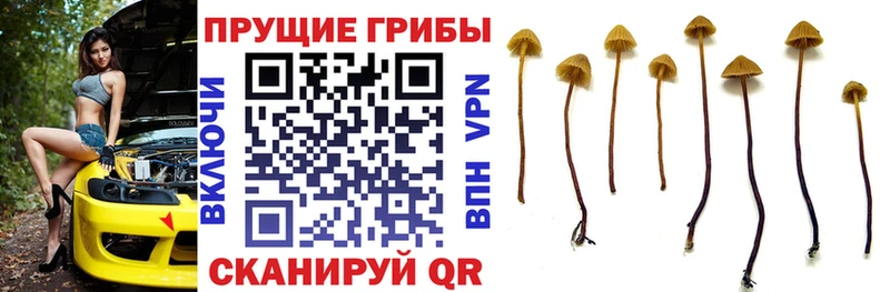 дарк нет клад  Кизел  Псилоцибиновые грибы мицелий  дарнет шоп 